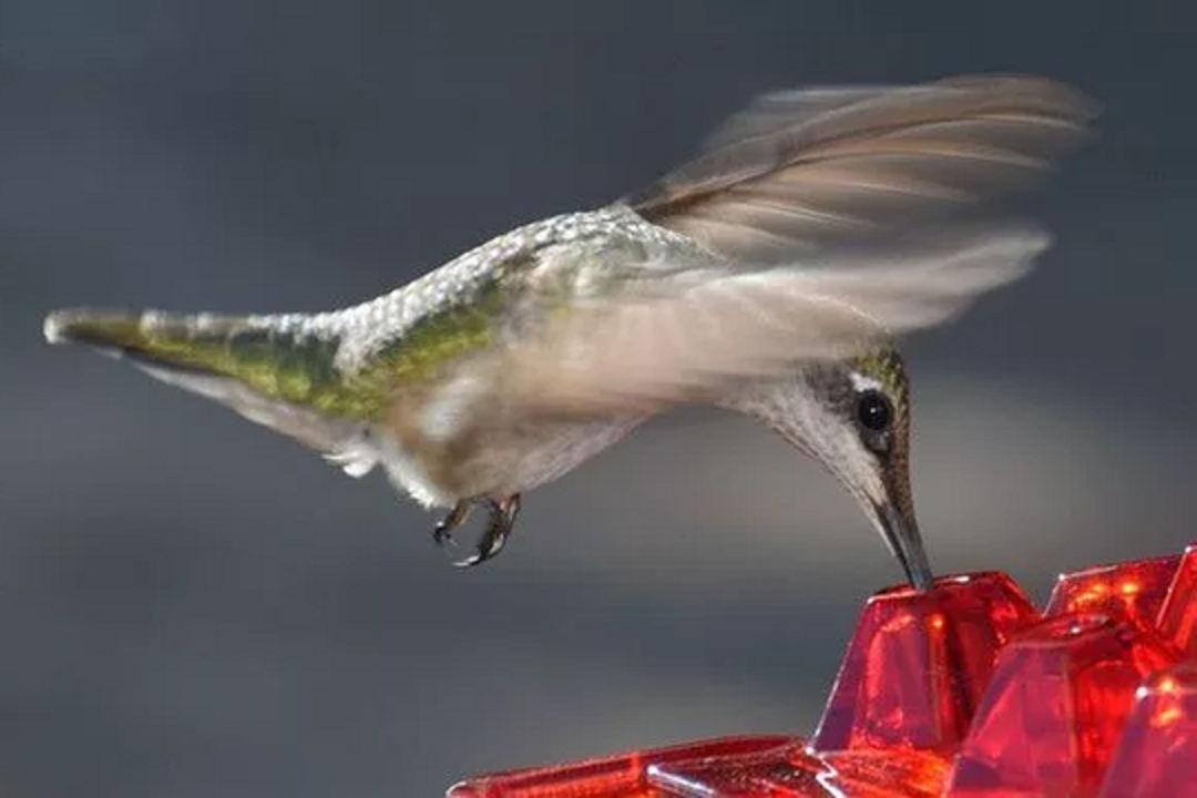 Comedero Colgante para Colibríes con Múltiples Puertos