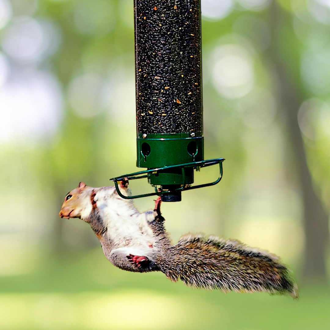 Comedero Colgante para Pájaros con Tubo y Aro Giratorio