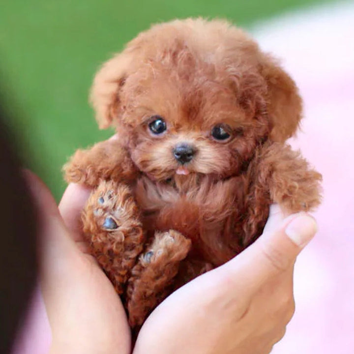 Peluche de Perrito con Diseño Realista en Posición Sentada