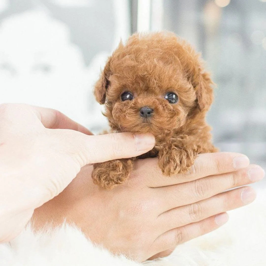 Peluche de Perrito con Diseño Realista en Posición Sentada